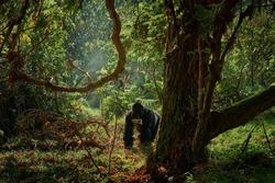 Rwanda mountain gorilla. Gorilla - wildlife forest portrait . Detail head primate portrait with beautiful eyes. Wildlife scene from nature. Africa. Mountain gorilla monkey ape, Virunga NP. 