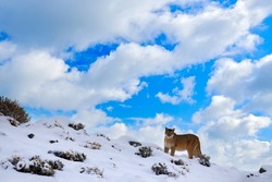 Puma blue sky, nature winter habitat with snow, Torres del Paine, Chile. Wild big cat Cougar, Puma concolor, hidden portrait of dangerous animal with stone. Mountain Lion. Wildlife scene from nature. 