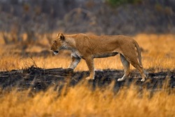 African lion, female. Botswana wildlife. Lion, fire burned destroyed savannah. Animal in fire burnt place, lion lying in black ash and cinders, Savuti, Chobe NP in Botswana. Hot season in Africa.   