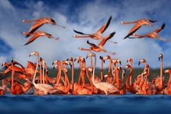 Flamingos, Mexico wildlife. Flock of bird in the river sea water, with dark blue sky with clouds. American flamingo, pink red birds in the nature mangrove habitat, Ria Celestun, Yucatan, Mexico.