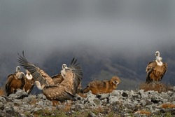 Fight jackal with Group of vultures. Griffon Vulture, Gyps fulvus, big birds of prey sitting on the rocky mountain, nature habitat, Madzarovo, Bulgaria, Eastern Rhodopes. Wildlife from Balkan.