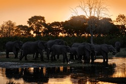 Sunset - nature in Africa. Elephant in the Khwai River, Moremi Reserve in Botswana. River sunset with green vegetation and big tusk alone elephant. Wildlife in Africa, animal in the water.