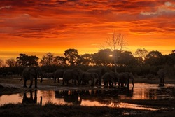 Nature in Africa. Elephant in the Khwai River, Moremi Reserve in Botswana. River sunset with red orange clouds and big tusk alone elephant. Wildlife in Africa, animal in the water, twilight evening.