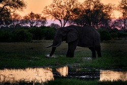 Sunset - nature in Africa. Elephant in the Khwai River, Moremi Reserve in Botswana. River sunset with green vegetation and big tusk alone elephant. Wildlife in Africa, animal in the water.
