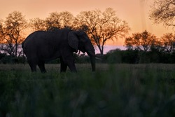Wildlife in Africa, animal in the water. Nature in Africa. Elephant in the Khwai River, Moremi Reserve in Botswana. River sunset with green vegetation and big tusk alone elephant. 