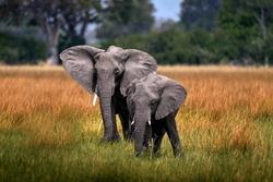 Elephant in the grass, beautiful evening light. Wildlife scene from nature, elephant in the habitat, Moremi, Okavango delta, Botswana, Africa. Green wet season, blue sky with clouds. African safari. 