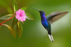 Hummingbird Violet Sabrewing flying next to beautiful pink flower in tropical forest.