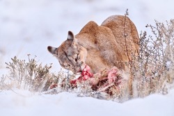 Puma in winter snow mountain, bloody guanaco carcacass. Wildlife nature in Torres del Paine NP in Chile. Winter with snow in Patagonia. Cougar in the wild landscape, animal cat food behaviour.