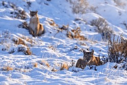 Two pumas, nature winter habitat with snow, Torres del Paine, Chile. Wild big cat Cougar, Puma concolor, Snow sunset light and dangerous animal. Wildlife nature. 