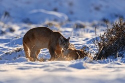 Puma catch lama guanaco, nature winter habitat with snow, Torres del Paine, Chile. Wild big cat Cougar, Puma concolor, Snow sunset light and dangerous animal. Wildlife nature, puma carcass. 