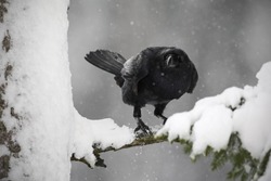 Black raven sitting on the snowy tree during winter.