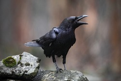 Black bird raven with open beak sitting on the stone.