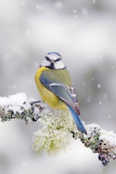 Cute songbird Blue Tit in winter scene, snowflakes on nice lichen tree branch.