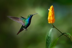 Green and blue Hummingbird Black-throated Mango, Anthracothorax nigricollis, flying next to beautiful yellow flower.