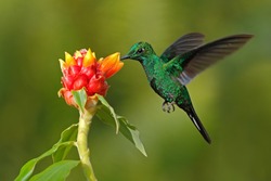 Green hummingbird Green-crowned Brilliant,  Heliodoxa jacula, from Costa Rica flying next to beautiful red flower with clear background.