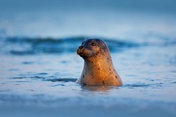 Atlantic Grey Seal, Halichoerus grypus, portrait in the dark blue water with morning light, animal swimming in the ocean waves, Helgoland island, Germany.