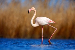 Greater Flamingo, Phoenicopterus ruber, beautiful pink big bird in dark blue water, with evening light, reed in the background, animal in the nature habitat, Camargue, France.