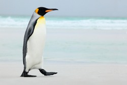 Big King penguin going in to the blue water, Atlantic ocean on Falkland Island, sea bird in the nature habitat.
