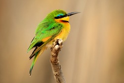Little Bee-eater, Merops pusillus, detail of exotic green and yellow african bird with red eye in the nature habitat, Botswana, Africa.