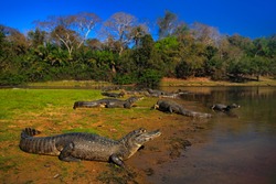 Caiman, Yacare Caiman, crocodiles by the river in the evening with blue sky, animals in the nature habitat in Pantanal, Brazil.