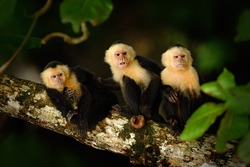 White-headed Capuchin, Cebus capucinus, black monkeys sitting on the tree branch in the dark tropical forest, animals in the nature habitat, wildlife of Costa Rica.