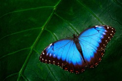 Blue Morpho, Morpho peleides, big butterfly sitting on green leaves, beautiful insect in the nature habitat, wildlife from Amazon in Peru, South America.