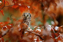 Boreal owl, Aegolius funereus, in the orange larch autumn forest in central Europe, detail portrait in the nature habitat, Czech Republic. Beautiful little bird in the forest.