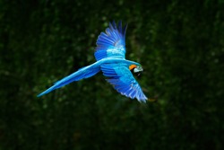 Big blue parrot in flight. Ara ararauna in the dark green forest habitat in Pantanal, Brazil. Action wildlife scene from South America.