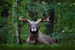 Moose, North America, or Eurasian elk, Alces alces in the dark forest during rainy day. Beautiful animal in the nature habitat. Wildlife scene from Sweden.