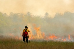 Wildfire in Everglades, grass in flame and fume. Fire fighter working with wildfire. Wildlife scene from nature. Forest from in February, Florida, USA.