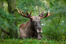 Wildlife scene from Sweden. Moose lying in grass under trees. Alces alces in the dark forest during rainy day. Beautiful animal in the nature habitat.