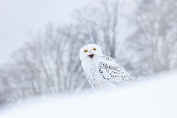 Bird snowy owl sitting on the snow in the habitat. Cold winter with white bird. Wildlife scene from nature.