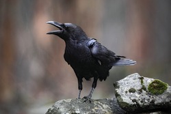Black bird raven with open beak sitting on the stone. Rocky habitat with big black bird, rainy day in Europe.