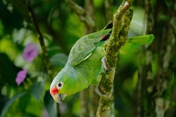 Red-lored Parrot, Amazona autumnalis, portrait of light green parrot with red head, Costa Rica. Detail close-up portrait of bird. Bird and pink flower. Wildlife scene from tropical nature.
