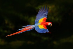 Red parrot flying in dark green vegetation. Scarlet Macaw, Ara macao, in tropical forest, Costa Rica. Wildlife scene from nature. Parrot in flight in the green jungle habitat.