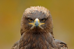 Detail portrait of eagle. Bird in the grass. Steppe Eagle, Aquila nipalensis, sitting on the meadow, forest in background. Wildlife scene from nature.