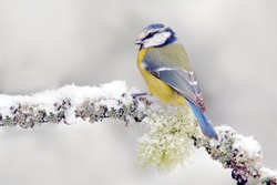 Snow winter with cute songbird. Bird Blue Tit in forest, snowflakes and nice lichen branch. First snow with animal. Wildlife scene from nature.