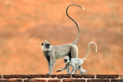 Common Langurs, Semnopithecus entellus, monkey with long tail on the orange brick building in Sri Lanka. Urban wildlife with mother and cub.