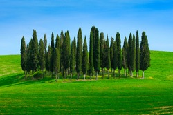 Green field with dark blue sky with white clouds and trees, landscape from Tuscany, Italy. Summer green meadow with cypress trees.