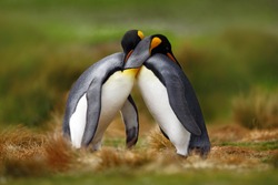 King penguin couple cuddling in wild nature, green background. Two penguins making love in the grass. Wildlife scene from nature. Bird behavior, wildlife scene from nature, Antarctica.