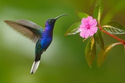 Glossy blue bird in flight. Hummingbird Violet Sabrewing flying next to beautiful pink flower, Costa Rica. Wildlife scene from nature. Birdwatching in South America.