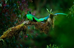 Resplendent Quetzal, Pharomachrus mocinno, magnificent sacred green bird from Savegre in Panama. Rare magic animal in mountain tropical forest. Birdwatching in America. Exotic bird with long tail.