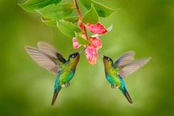 Two hummingbirds with pink flower. Fiery-throated Hummingbirds, flying next to beautiful bloom flower, Savegre, Costa Rica. Action wildlife scene from nature.