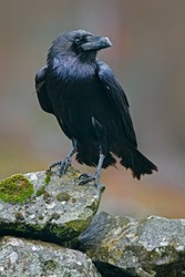 Raven (Corvus corax) - Free Stock Photo by Geoffrey Whiteway on ...