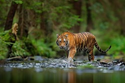 Amur tiger walking in the water. Dangerous animal, taiga, Russia. Animal in green forest stream. Grey stone, river droplet. Wild cat in nature habitat.