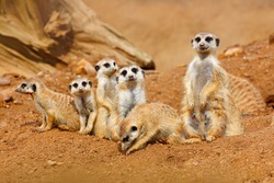 Funny image from African nature. Cute Meerkats, Suricata suricatta, sitting in the sand desert. Meerkat from Namibia, Africa. Big family of small cute mammals.