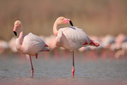 Pink big birds Greater Flamingos, Phoenicopterus ruber, in the water, Camargue, France. Flamingos cleaning feathers. Wildlife animal scene from nature.