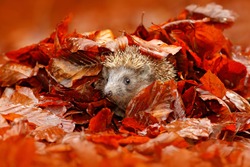 Autumn orange leaves with hedgehog. European Hedgehog, Erinaceus europaeus,  photo with wide angle. Cute funny animal with snipes.