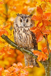 Bird in orange forest, yellow leaves. Long-eared Owl with orange oak leaves during autumn. Wildlife scene from nature, Sweden.