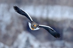 Steller's sea eagle, Haliaeetus pelagicus, flying bird of prey, with forest in background, Hokkaido, Japan. Eagle with nature mountain habitat.